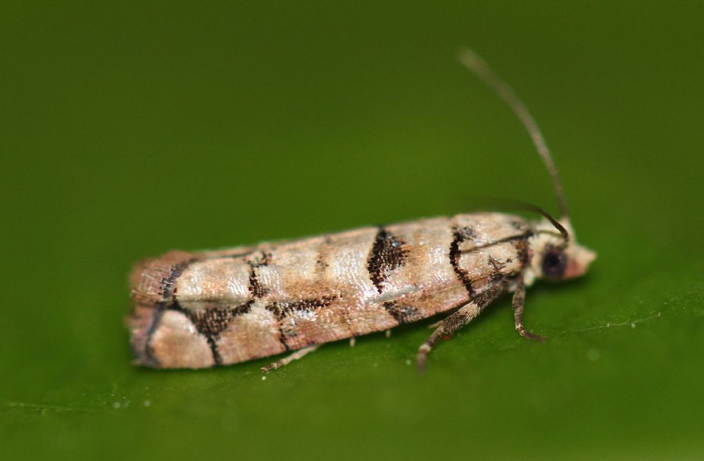 Tortricidae